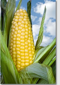 starch producing crop