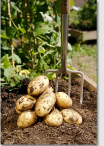 starch producing crop