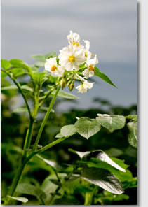 starch producing crop