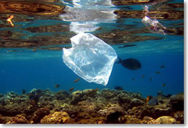 non compostable bags end up in the ocean